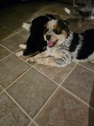 blue healer x aussi shepherd puppies, View more