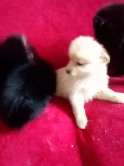 Pomchi tiny pups, View more