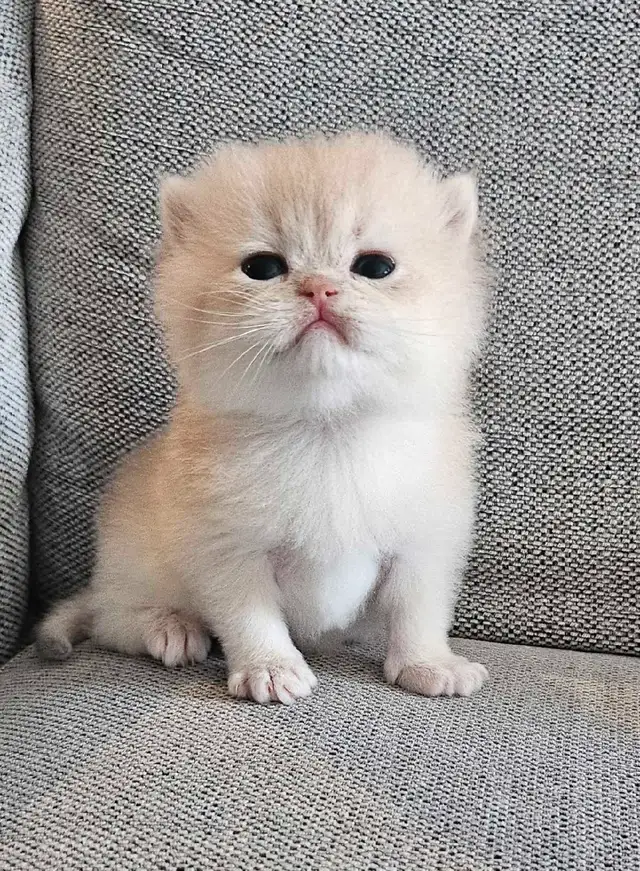 Purebred British shorthair kittens available  in Cats & Kittens for Rehoming in Longueuil / South Shore - Image 4