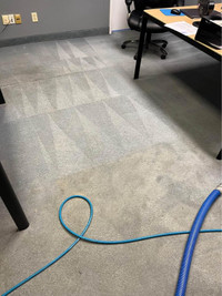 Expert Carpet, Sofa & Rug Cleaner