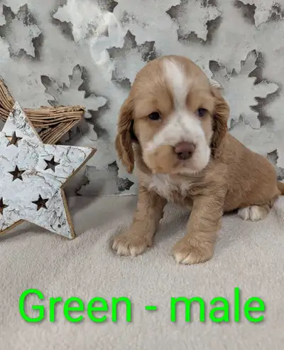 ❤️Adorable Cocker Spaniel Puppies❤️, View more