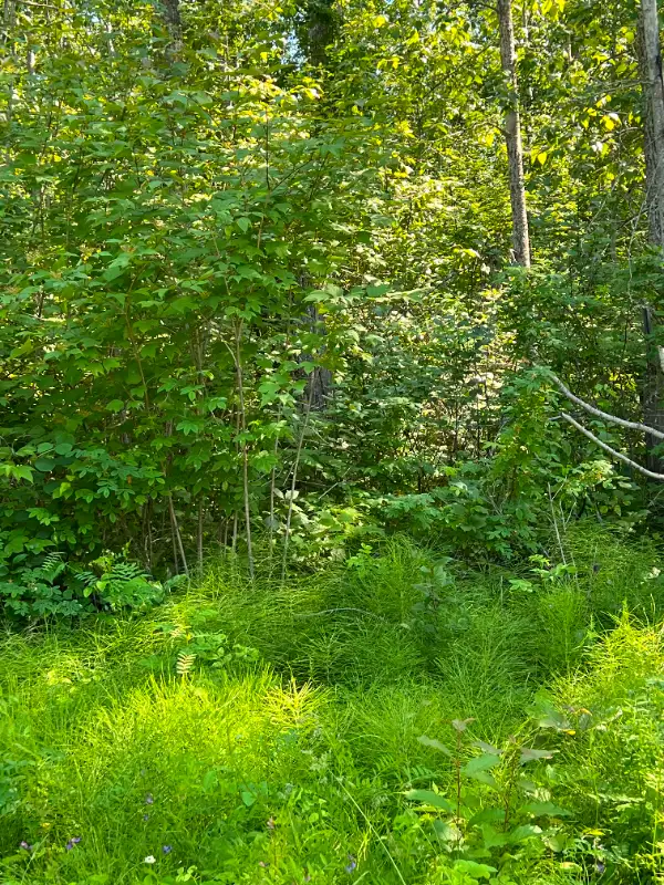 REDUCED75+%RENT TO OWN / CASH / TRADES -LAKE LOTS LESSER SLAVE in Land for Sale in Edmonton - Image 9