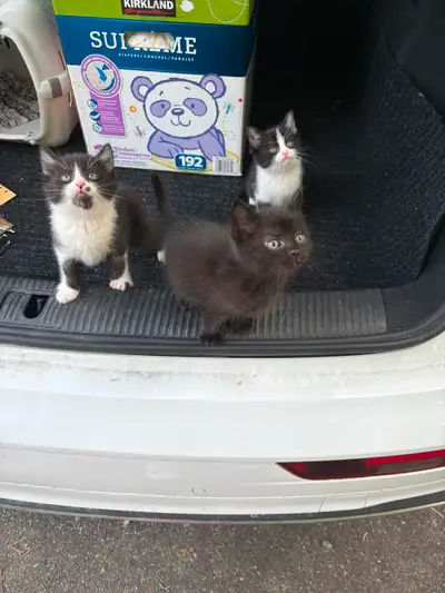 Good time to go ! Litter learned eat solid food . Not with mom anymore . Silly but gentle guys :) Ho...