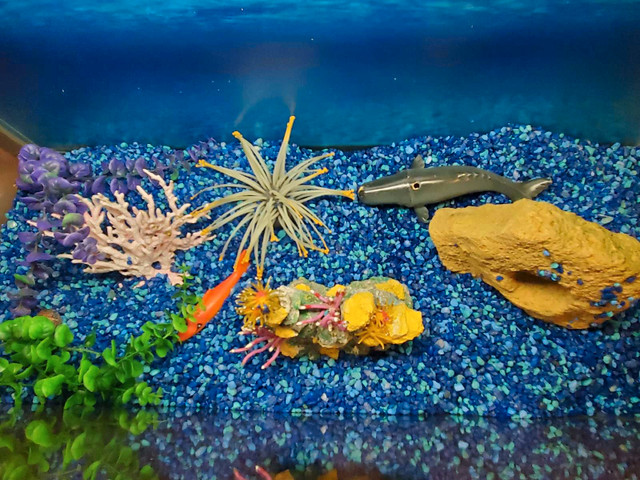 Aquarium  in Other in Barrie