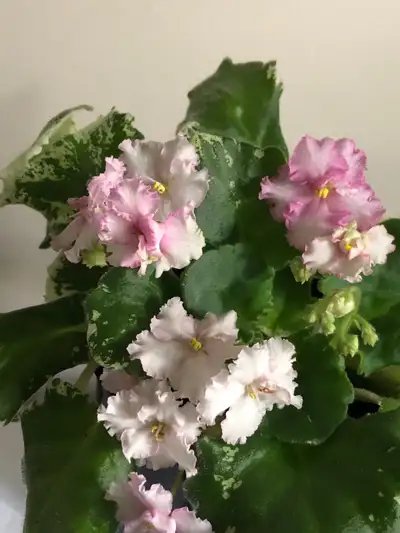 A beautiful African Violet with variegated leaves and delicate pink and white blooms is looking for...
