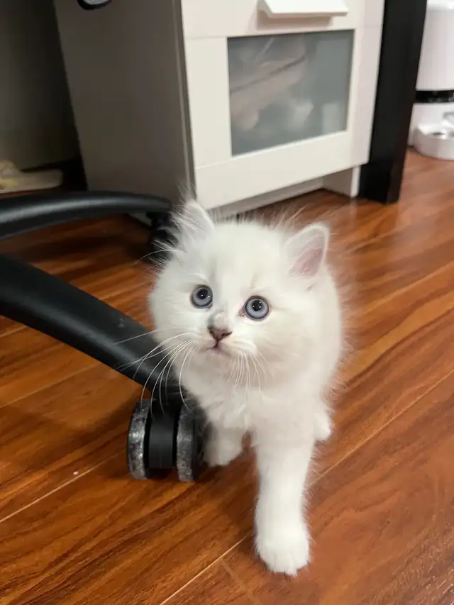 Rare Ragdoll Kitten