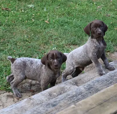 German Shorthaired Pointer Puppies, View more