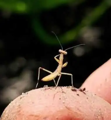Praying Mantis, View more