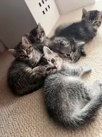 5 kittens looking for homes!!