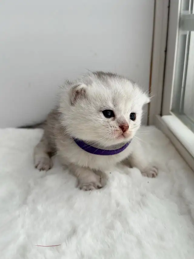 CCA &amp; CFA Registered Cattery — Rehoming BSH Kittens