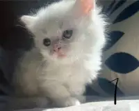Female Persian/Nebelung Kittens