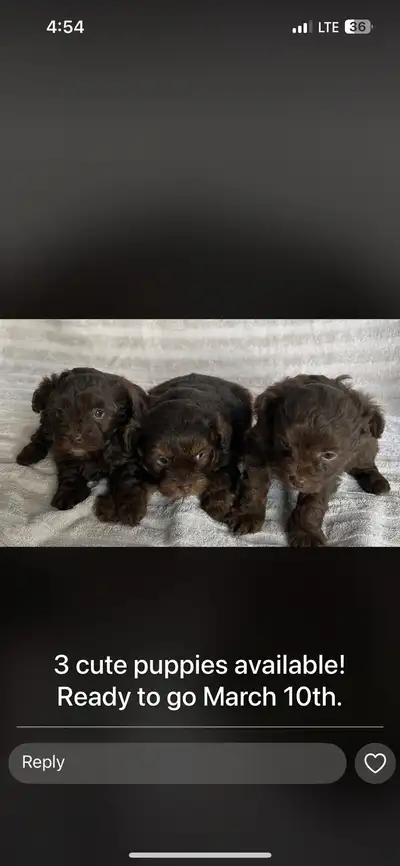 1 Female left 1 Male Ready to go March 10 $250 OBO