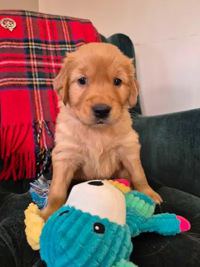 We have 12 Beautiful Pure Bred Golden Retriever Pups , Born March 24th , with 5 Females & 7 Males. T...