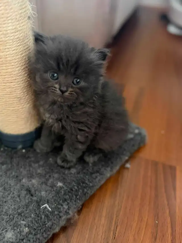 Persian ragdoll kittens in Cats & Kittens for Rehoming in Delta/Surrey/Langley - Image 8