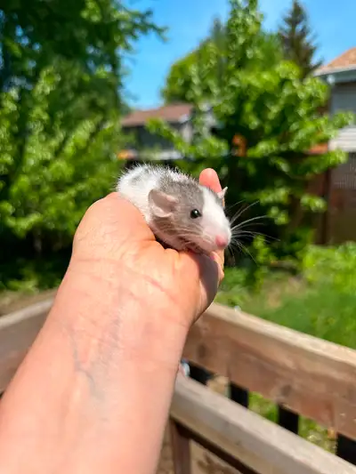 Rats femelles 3 mois