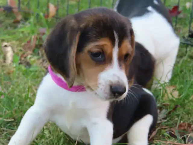 Beagle Walker Puppies | Dogs & Puppies for Rehoming | City of Toronto ...