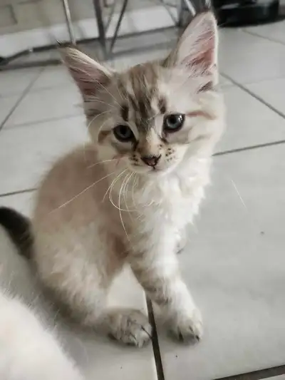 Ragdoll kittens , View more