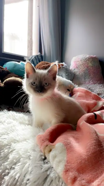 Heyyy!!! My names Bright! He is a brilliant Blue-Point boy 3/4 Ragdoll and 1/4 Siamese. He was raise...