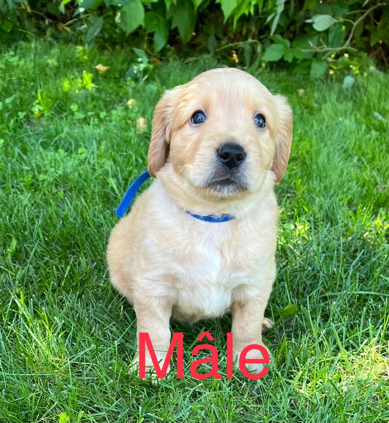 Chiots Labrador Chiens et chiots à adopter Ville de Québec Kijiji