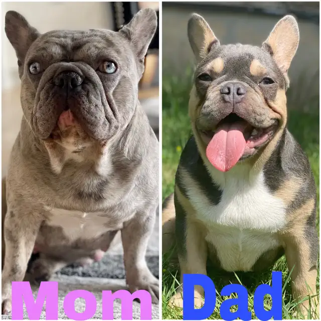 French bulldog puppies in Dogs & Puppies for Rehoming in St. Catharines - Image 2