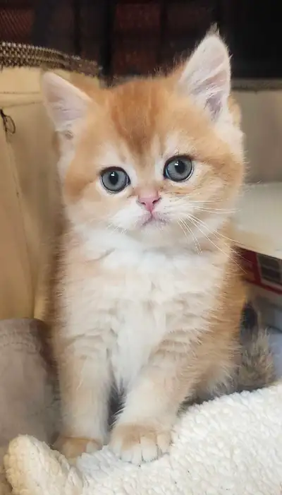 Chatons British Golden et Silver Chinchilla, View more