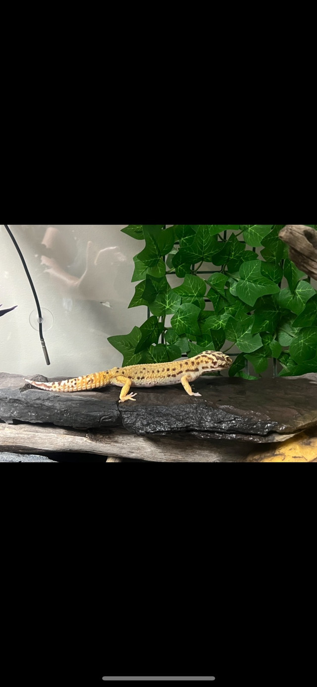 Female leopard gecko+setup in Reptiles & Amphibians for Rehoming in Edmonton