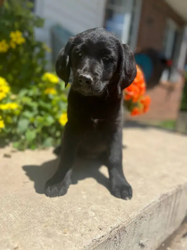 Lab Mix puppies please call 705-995-5137 in Dogs & Puppies for Rehoming in Barrie - Image 10