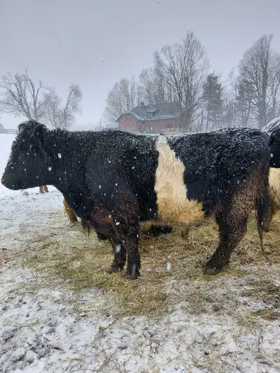 Galloway Bull Rental, View more