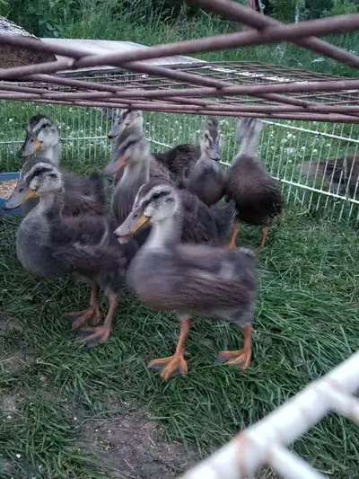 Pure Rouen Ducks  - 2 Months Old, View more