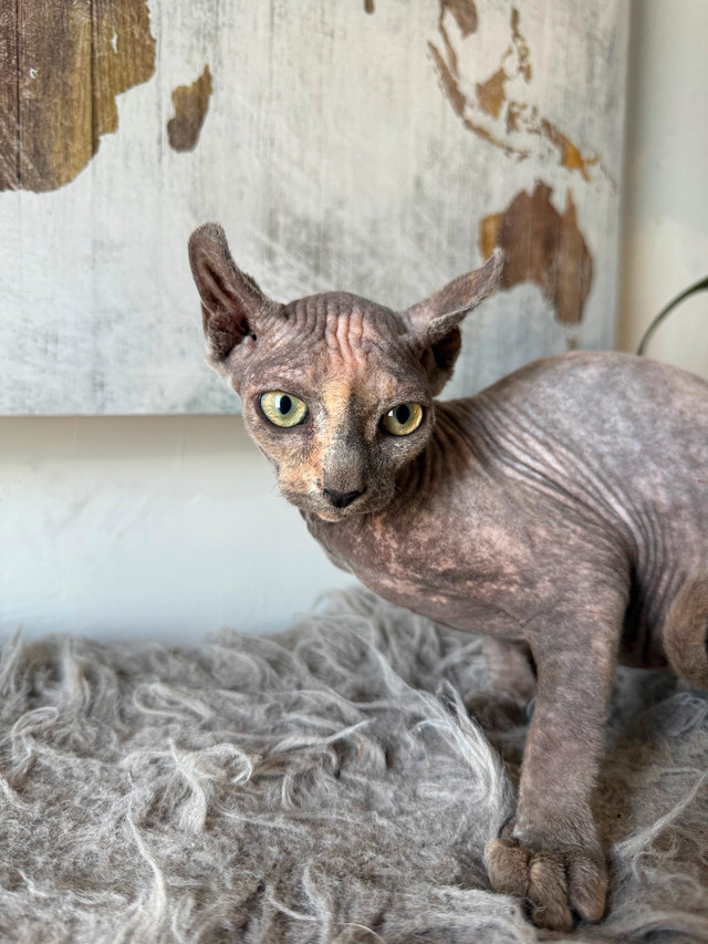 3 Belles femelles sphynx dans Chats et chatons à adopter  à Saint-Jean-sur-Richelieu - Image 4