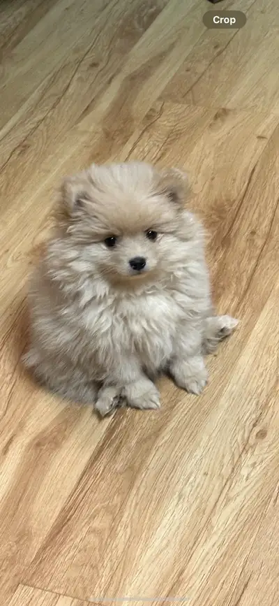 Pomeranian puppies , View more