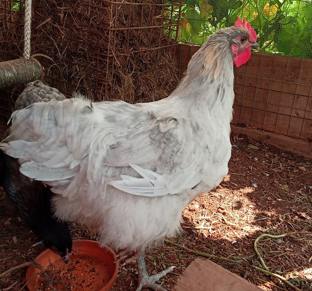 Lavender Orpington Rooster Livestock Charlottetown Kijiji