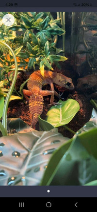 Female cbb baking gecko