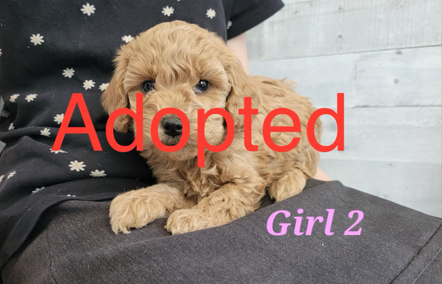 ( 1 puppy left) Apricot Toy Poodles  in Dogs & Puppies for Rehoming in Edmonton - Image 2