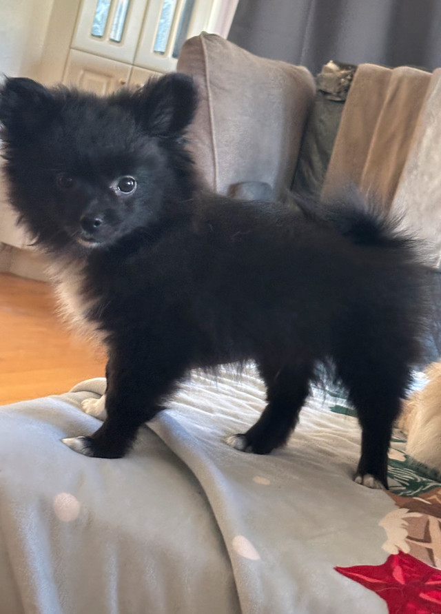 Poméranien chiot dans Chiens et chiots à adopter  à Longueuil/Rive Sud - Image 2