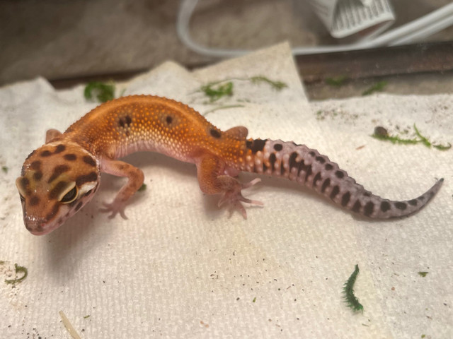 Blood Emerine Young Leopard Gecko in Other Pets for Rehoming in Calgary - Image 2