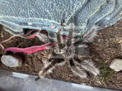 Male Curly Hair Tarantula , View more