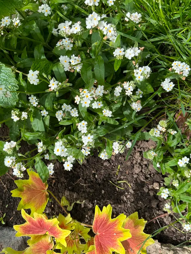 SWEET WOODRUFF-Naturalize Perennial,Scented Blooming Groundcover in Plants, Fertilizer & Soil in City of Toronto - Image 8
