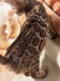 Adorable Pure bred TICA registered BENGAL KITTENS, SELLING CHEAP