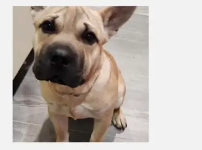 Grande chienne – Ivy (race : Mastiff mélangé) Ivy est une grande chienne née le 1er octobre 2024, de...
