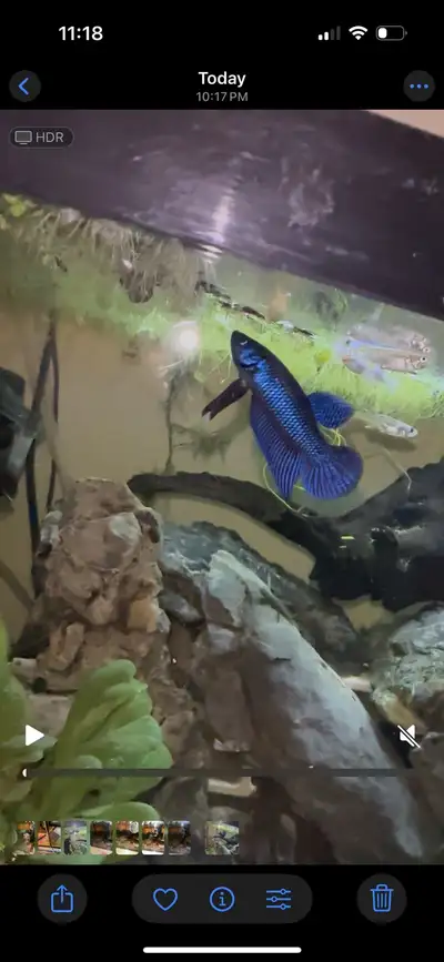 A while back I got some wild Smaragdina betta fish from Thailand and these pictures are 2 of the mal...