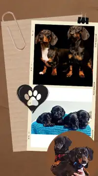 Reduced: Dachshund Puppies Seeking Forever Loving Homes