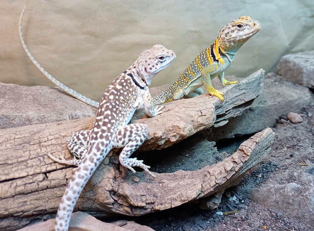 Breeding pair of eastern collared lizards in Reptiles & Amphibians for Rehoming in Norfolk County - Image 2