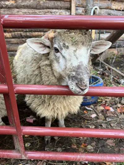 2 years old in march , very friendly his a north country chevriet please contact by phone 705-665-84...