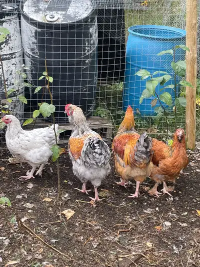 2 brahama cross roosters, View more