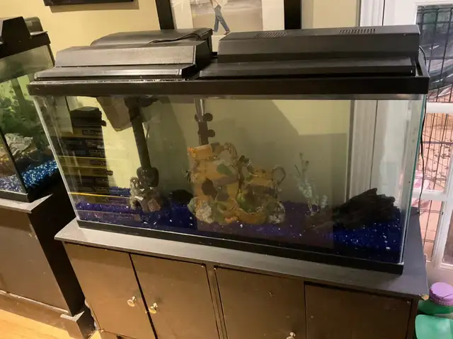 fish tank in Fish for Rehoming in Ottawa - Image 2