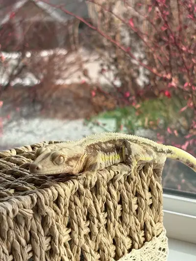 This is Astro, born in 2022, red & orange Lilly white, male crested gecko. Does not include enclosur...