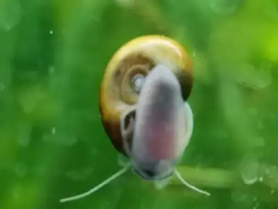 ramshorn snails, View more