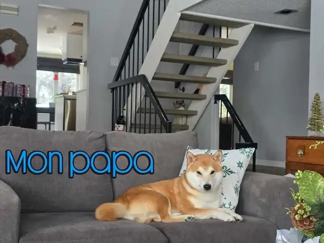 Shiba inu 100% propre, assi, couché donne la patte, reste in Dogs & Puppies for Rehoming in Drummondville - Image 10