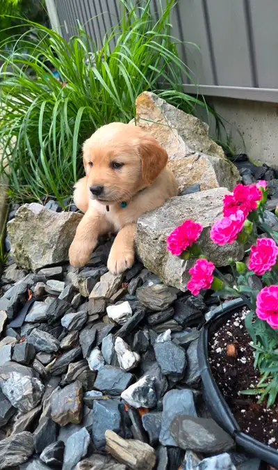 Golden Retriever Puppies, View more